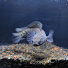 Congyang Fish
